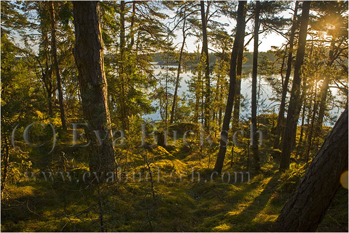 Sk&auml;rg&aring;rdsmorgon - foto av Eva Bucksch